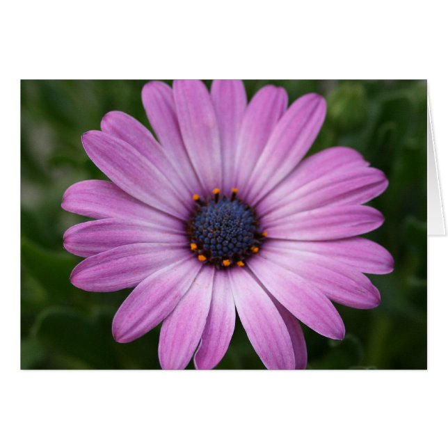 Paarse Daisy (Voorkant Horizontaal)