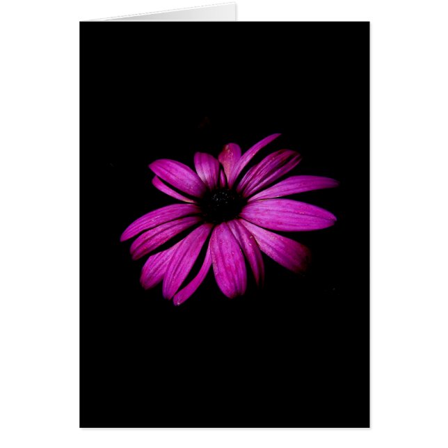 Paarse Daisy (Voorkant)
