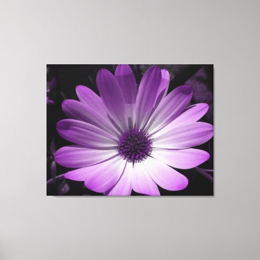 Paarse Daisy Flower Canvas Print (Voorkant)