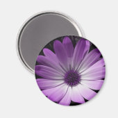 Paarse Daisy Flower Magnet Magneet (Voorkant / Achterkant)