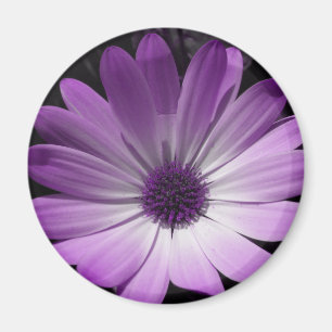 Paarse Daisy Flower Magnet Magneet