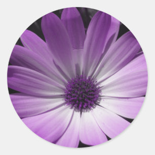 Paarse Daisy Flower Sticker