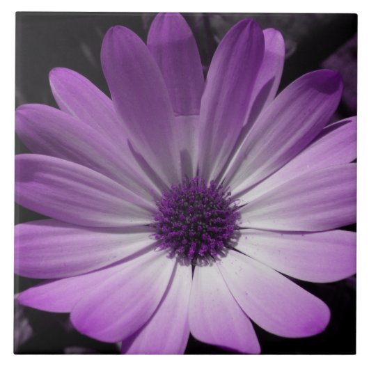 Paarse Daisy Flower Tile Tegeltje (Voorkant)