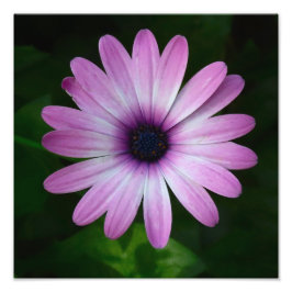 Paarse Daisy Foto Wallart Afdruk