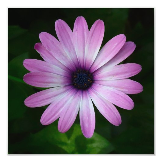 Paarse Daisy Foto Wallart Afdruk (Voorkant)
