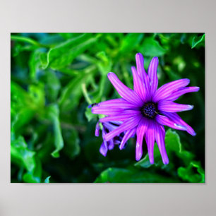 Paarse Daisy in een zomertuin Poster