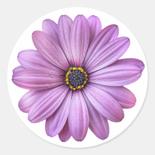 Paarse Daisy over witte stickers (Voorkant)