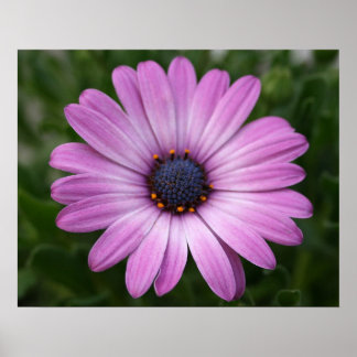 Paarse Daisy Poster