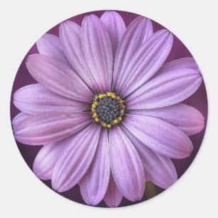 Paarse daisy- ronde sticker