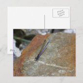 Paarse Damselfly Natuur Fotografie Briefkaart (Voorkant / Achterkant)