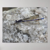 Paarse Damselfly op Quartz Rock Insect Poster (Voorkant)