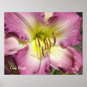 Paarse Daylily Poster (Voorkant)
