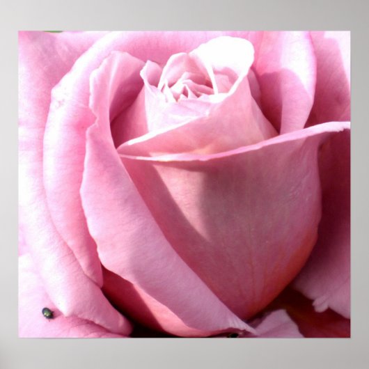 Paarse delinquentie poster (Voorkant)