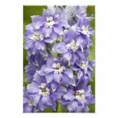 Paarse Delphinium Bloemen Bloesem Bloemstuk Foto Afdruk (Voorkant)