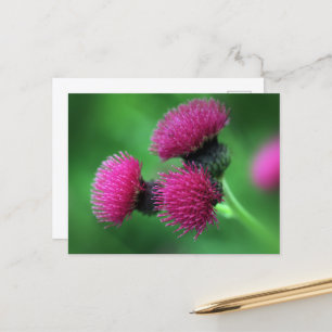 Paarse distel ansichtkaart briefkaart