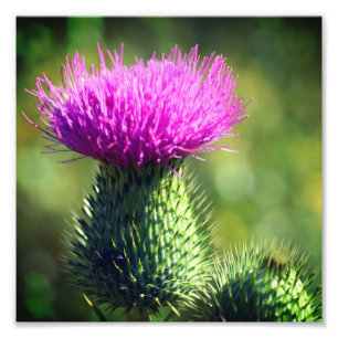 Paarse distelbloem Close Up 8x8 Foto Afdruk