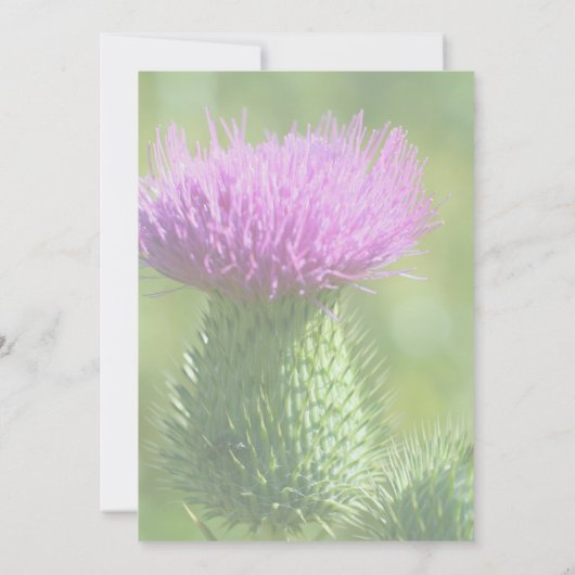 Paarse Distelbloem Feest Kaart (Achterkant)