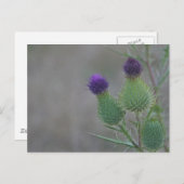 Paarse distels briefkaart (Voorkant / Achterkant)