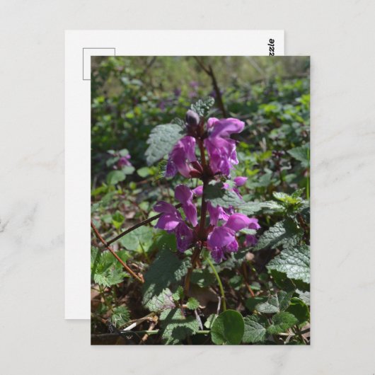 Paarse dovenetel (Lamium purpureum) in bloei Briefkaart (Voorkant / Achterkant)