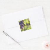 Paarse druiven vierkante sticker (Envelop)