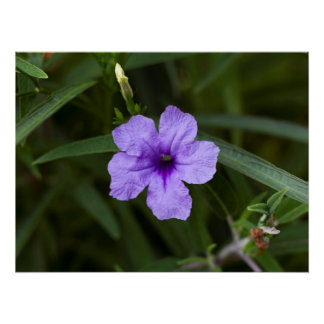 Paarse Dwarf Mexican Petunia Print Perfect Poster