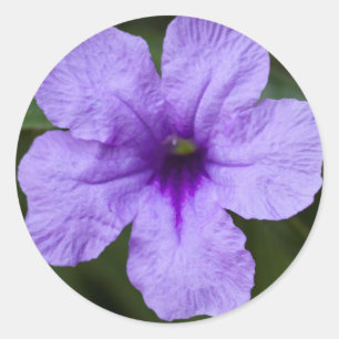 Paarse dwerg mexicaanse petunia ronde sticker
