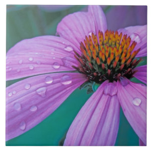Paarse Echinacea bloem met waterdruppels Tegeltje