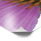 Paarse Echinacea Foto Afdruk (Hoek)