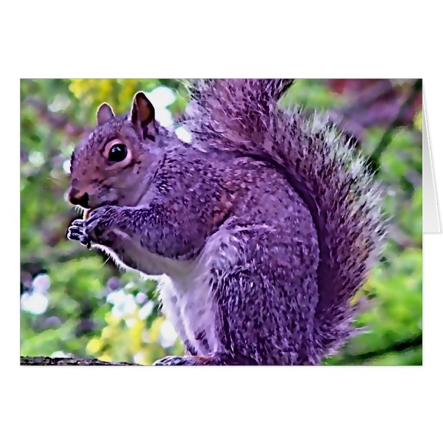 Paarse eekhoorn (Voorkant Horizontaal)