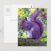 Paarse eekhoorn briefkaart (Voorkant / Achterkant)
