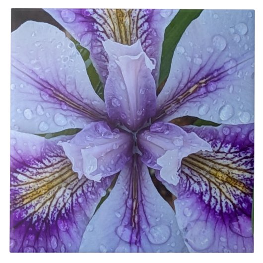 Paarse eindeloze Iris Floral Tegeltje (Voorkant)