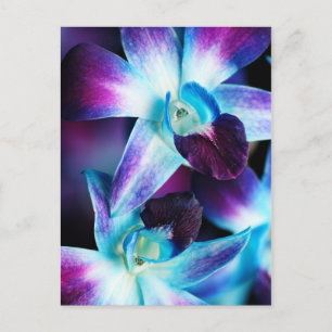 Paarse en blauwe dendrobiumorchidee-orchidee briefkaart