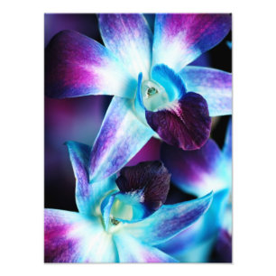Paarse en blauwe dendrobiumorchidee-orchidee foto afdruk