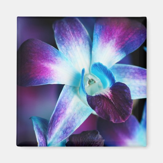 Paarse en blauwe dendrobiumorchidee-orchidee magneet (Voorkant)