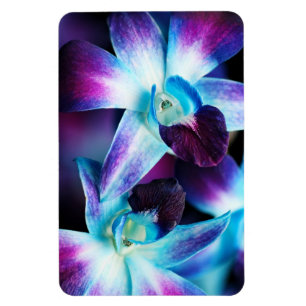 Paarse en blauwe dendrobiumorchidee-orchidee magneet