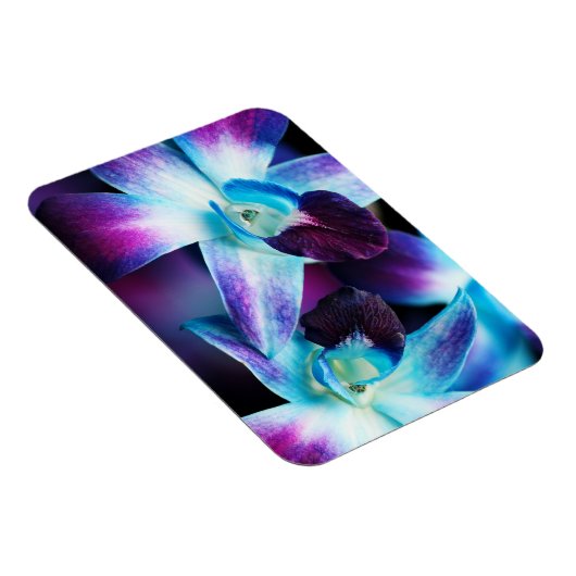 Paarse en blauwe dendrobiumorchidee-orchidee magneet (Rechterzijde)