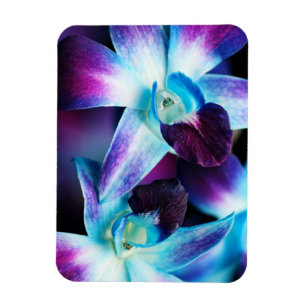 Paarse en blauwe dendrobiumorchidee-orchidee magneet