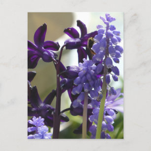 Paarse en Blauwe Lente Bloemen DIY Briefkaart