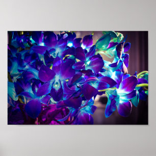 Paarse en blauwe orchideeën poster