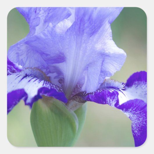 Paarse en Blauwe Tall Bearded Iris Bloom Vierkante Sticker (Voorkant)