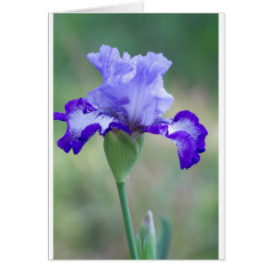 Paarse en blauwtall bearded Iris Bloom