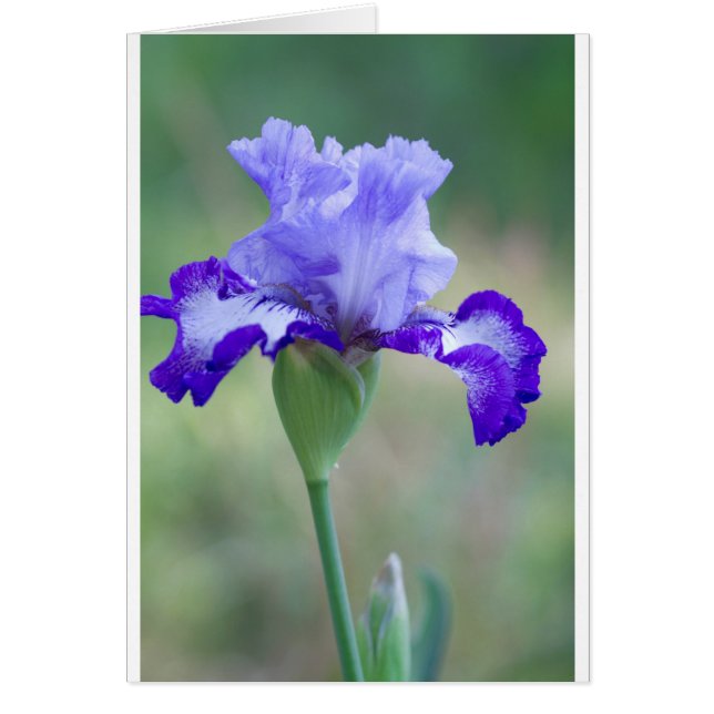 Paarse en blauwtall bearded Iris Bloom (Voorkant)