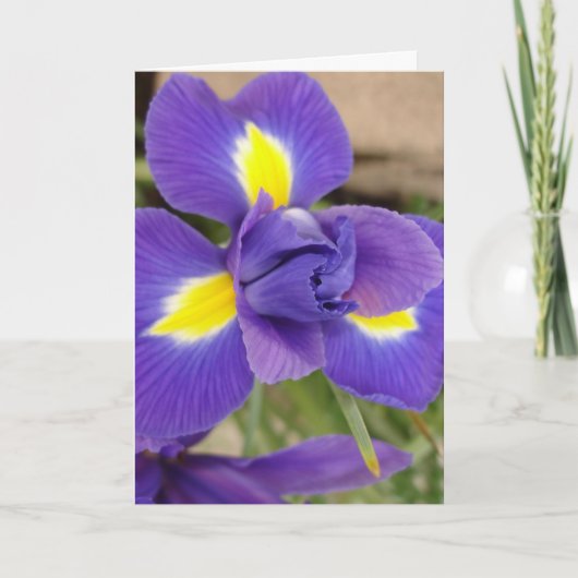 Paarse en gele bloemen - Iris Kaart (Voorkant)
