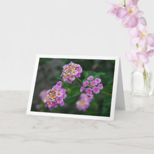 Paarse en Gele Lantana Bloemen Kaart