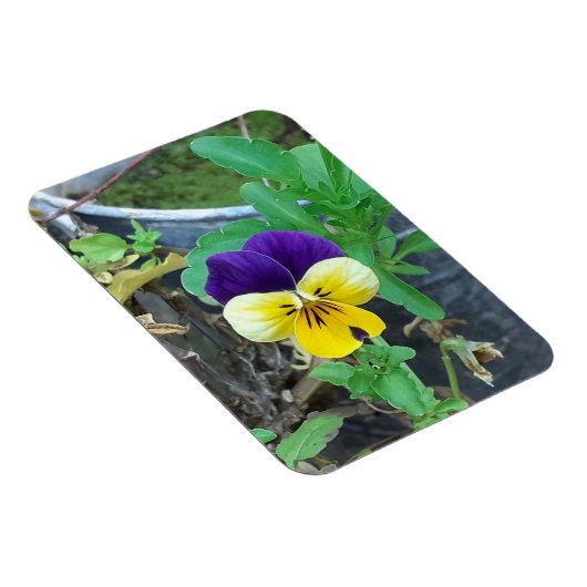 Paarse en gele Pansy Magneet (Rechterzijde)
