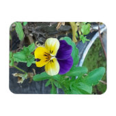 Paarse en gele Pansy Magneet (Horizontaal)