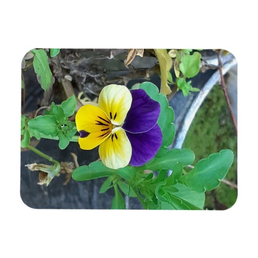 Paarse en gele Pansy Magneet (Horizontaal)