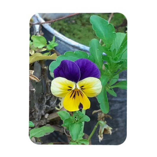 Paarse en gele Pansy Magneet (Verticaal)