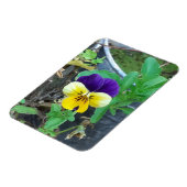 Paarse en gele Pansy Magneet (Linkerzijde)