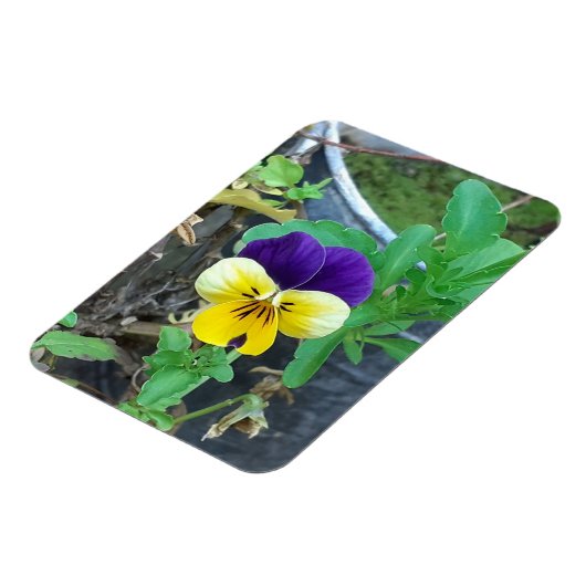 Paarse en gele Pansy Magneet (Linkerzijde)